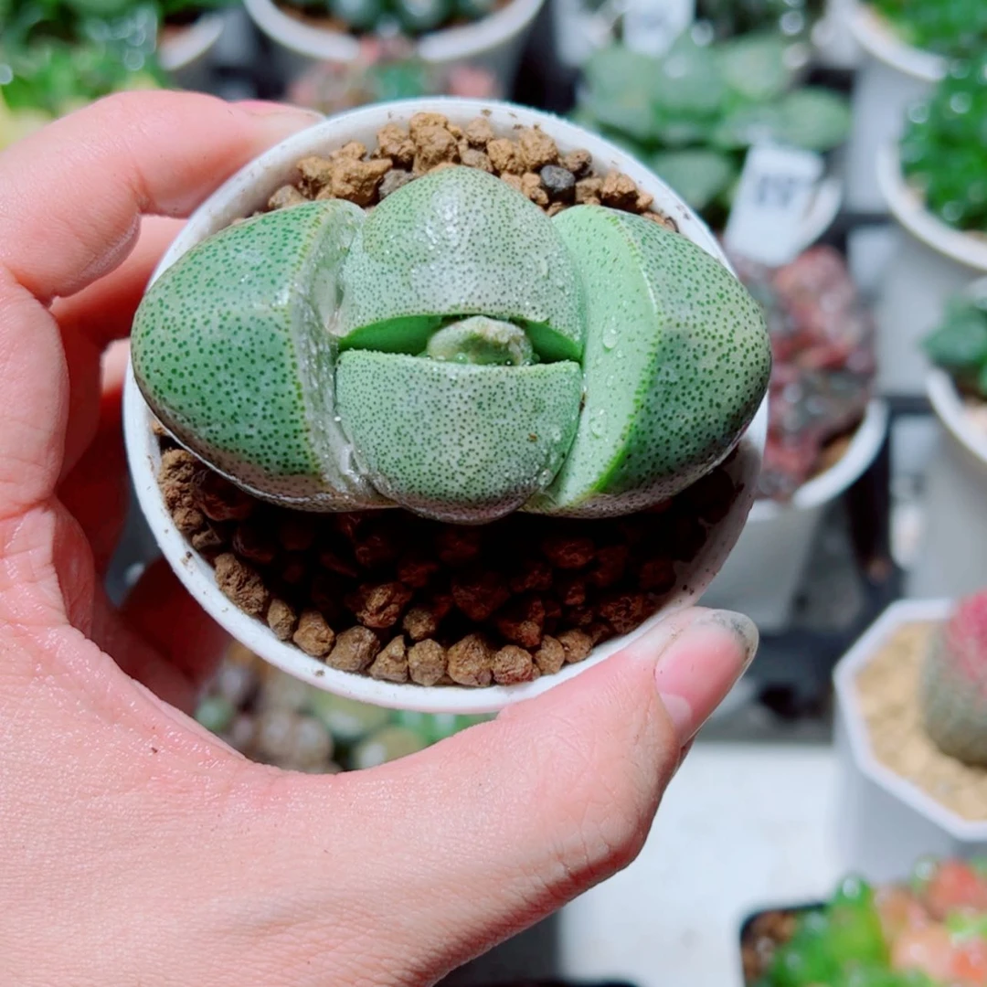 【闪购商品】元宝多肉