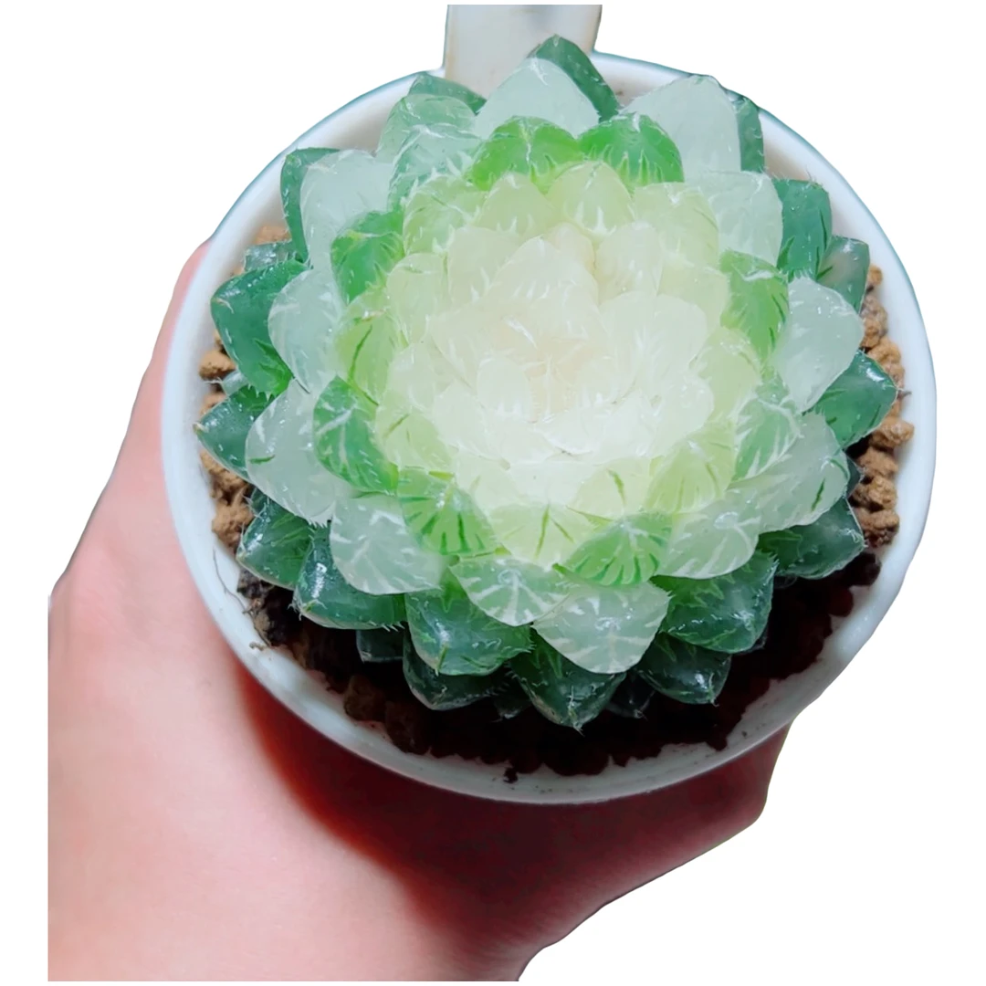 【宝莲灯玉露】新手好养多肉植物根系带土原盆栽培种植拍下发货