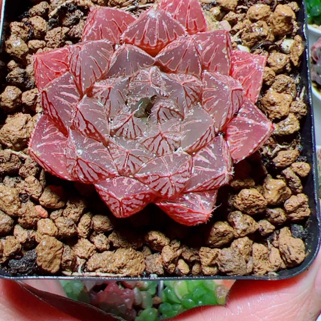 【闪购商品】粉楼兰玉露