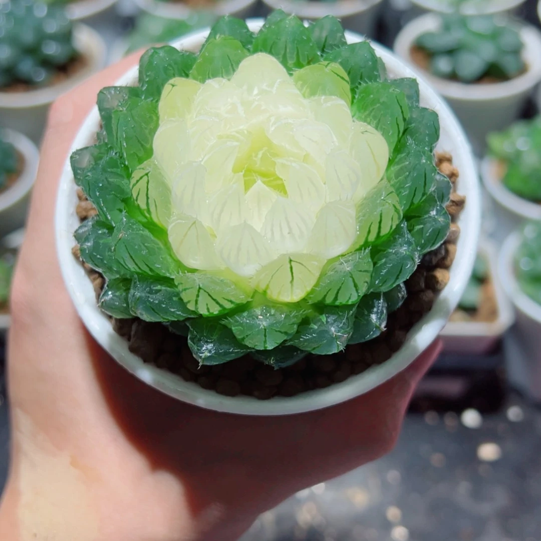 【闪购商品】宝莲灯