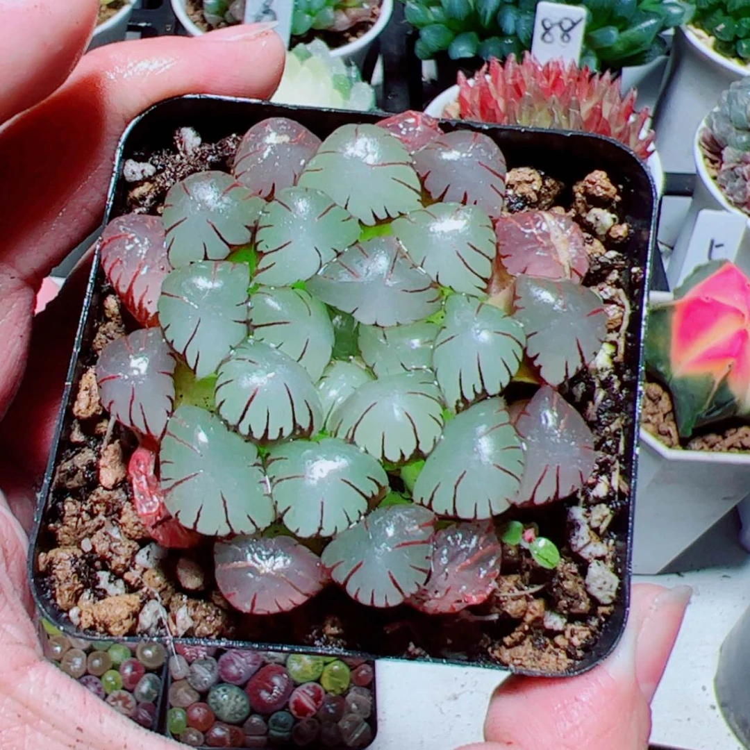 【闪购商品】粉龙珠玉露