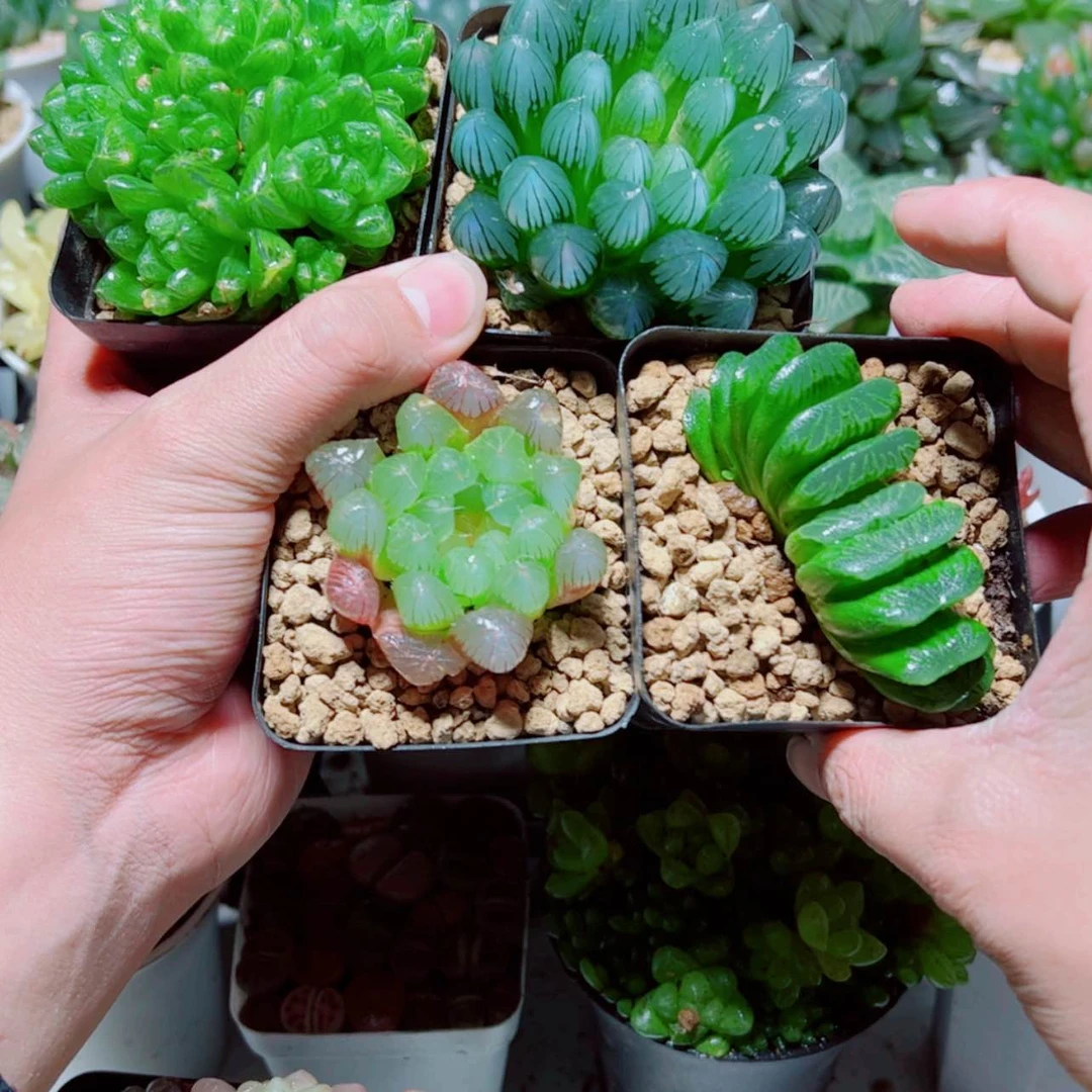 【闪购商品】4盆套餐