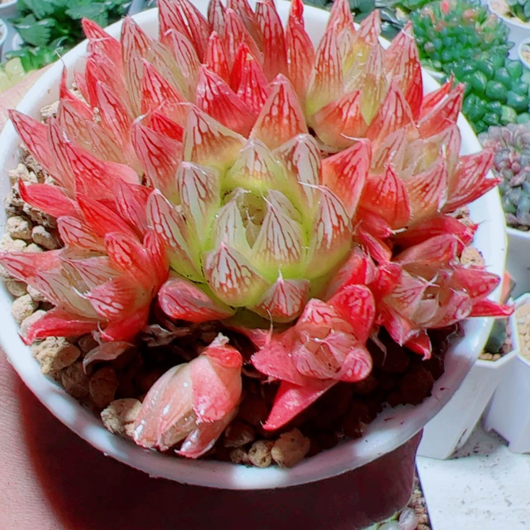 【闪购商品】红色火焰
