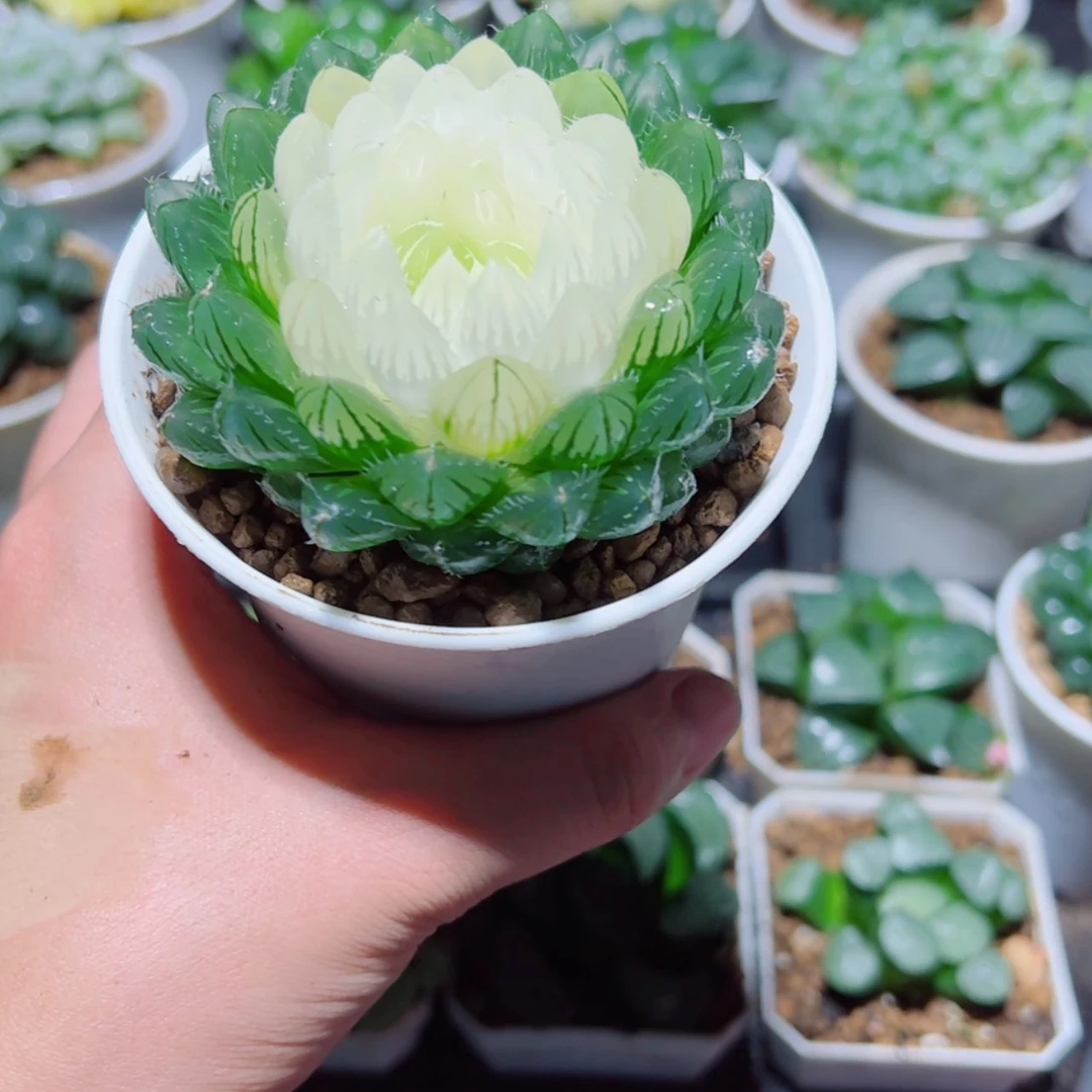 【闪购商品】宝莲灯