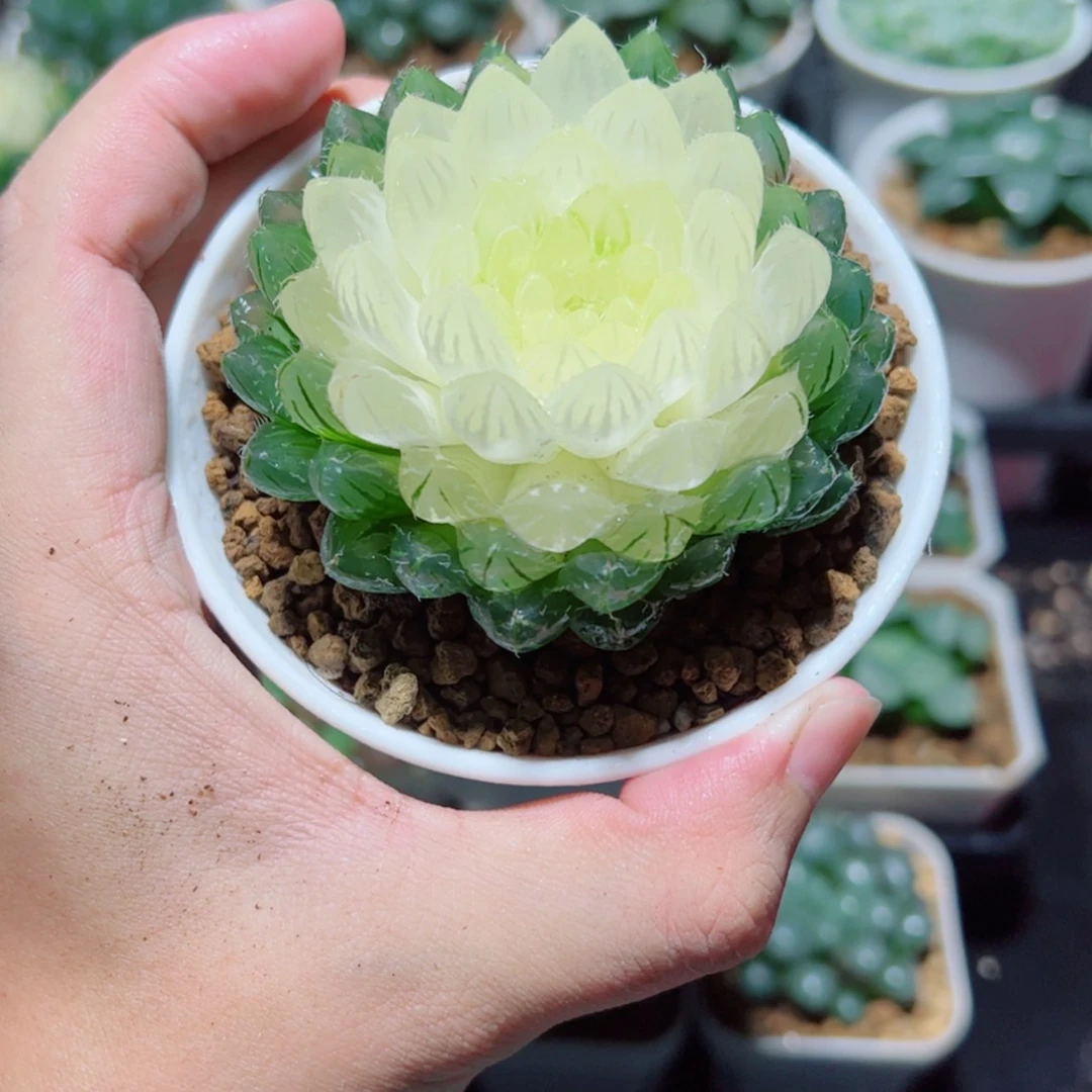 【闪购商品】水晶宝莲灯