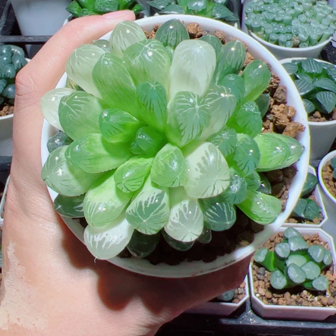 【闪购商品】母本琥珀玉露
