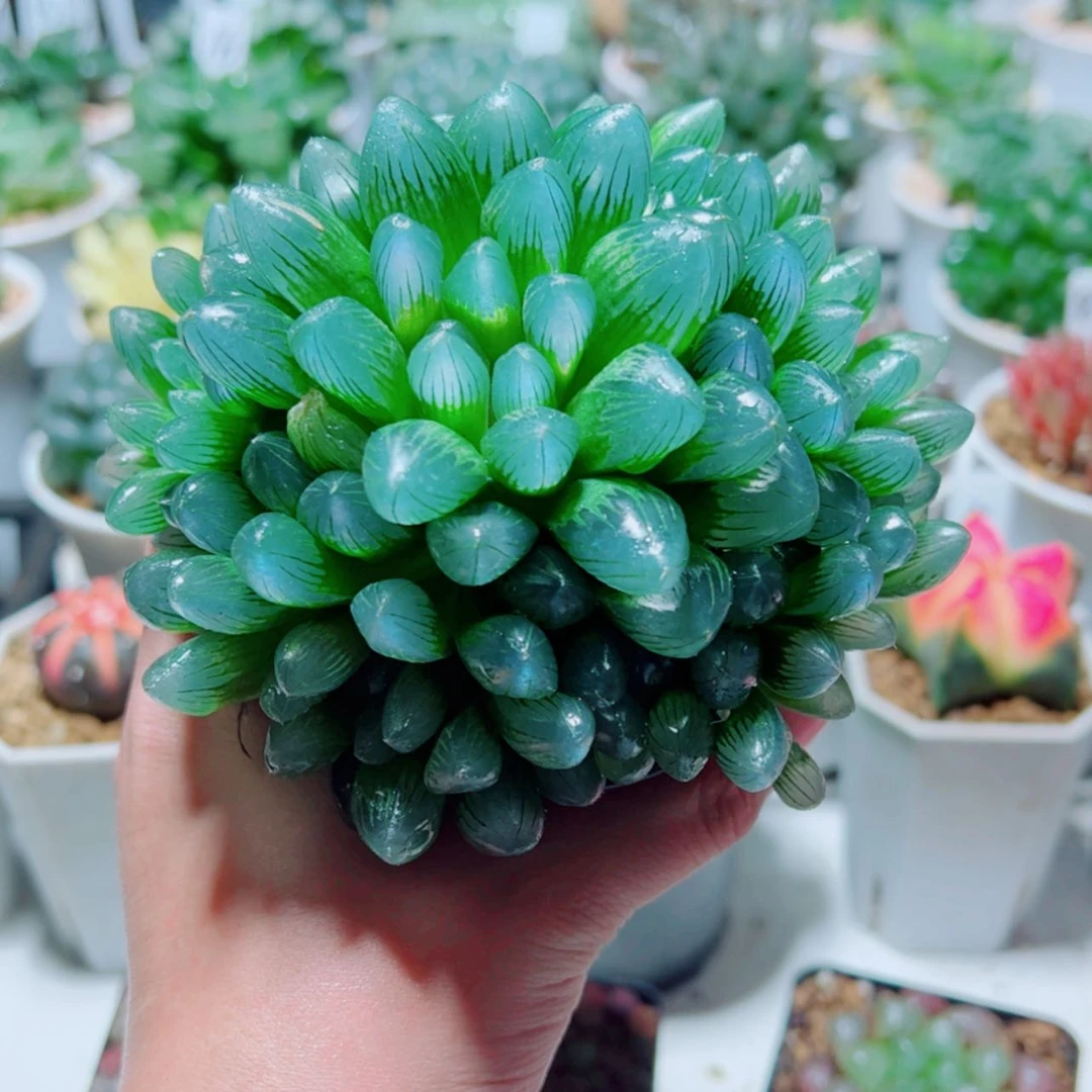 【闪购商品】手捧花子弹头黑姬