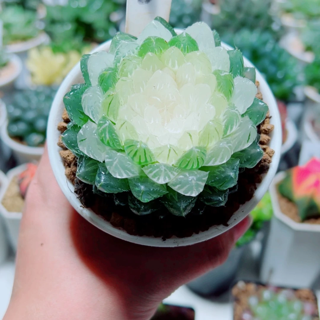 【闪购商品】白莲花