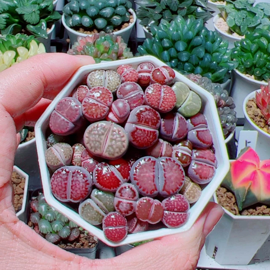 【闪购商品】红色生石花