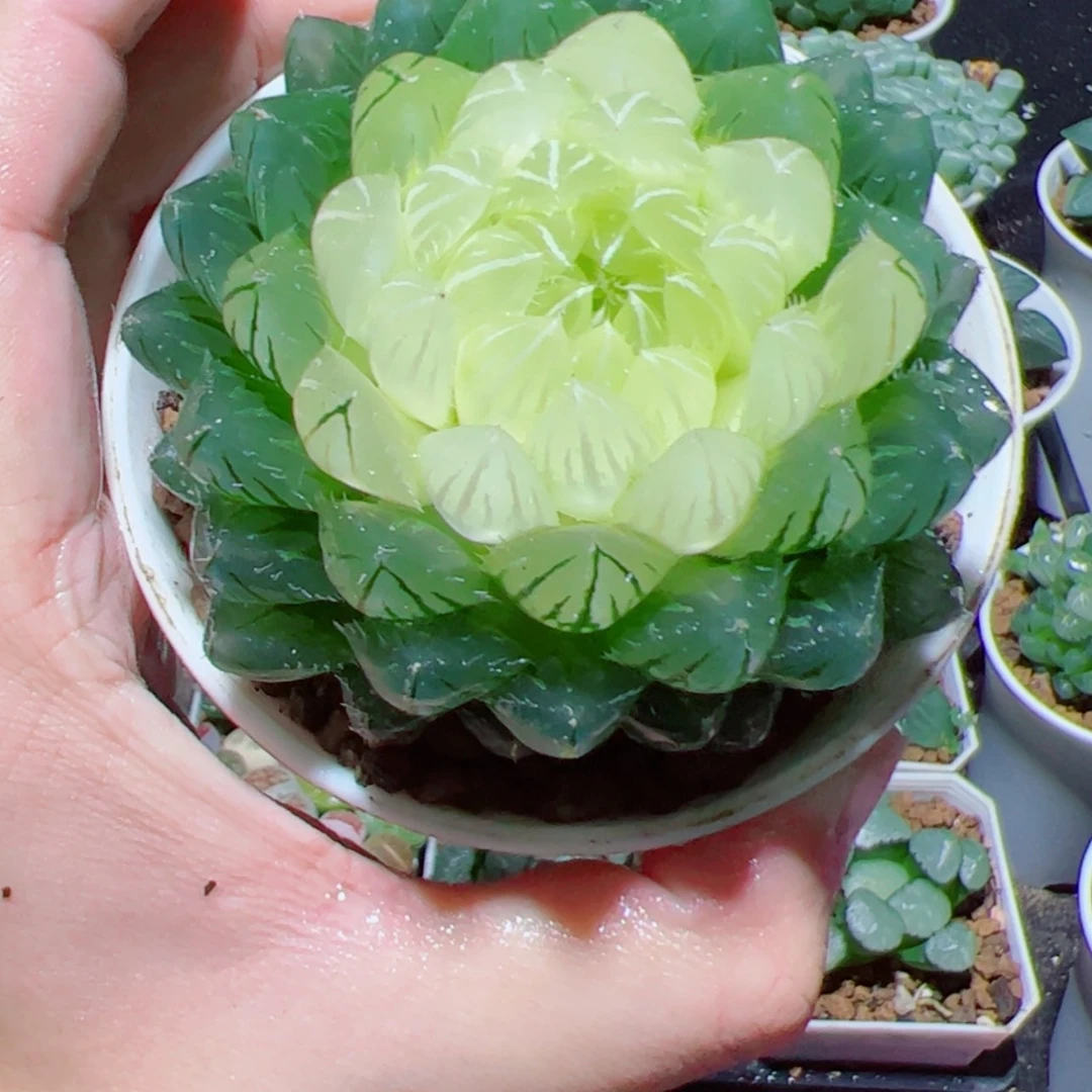 【闪购商品】宝莲灯