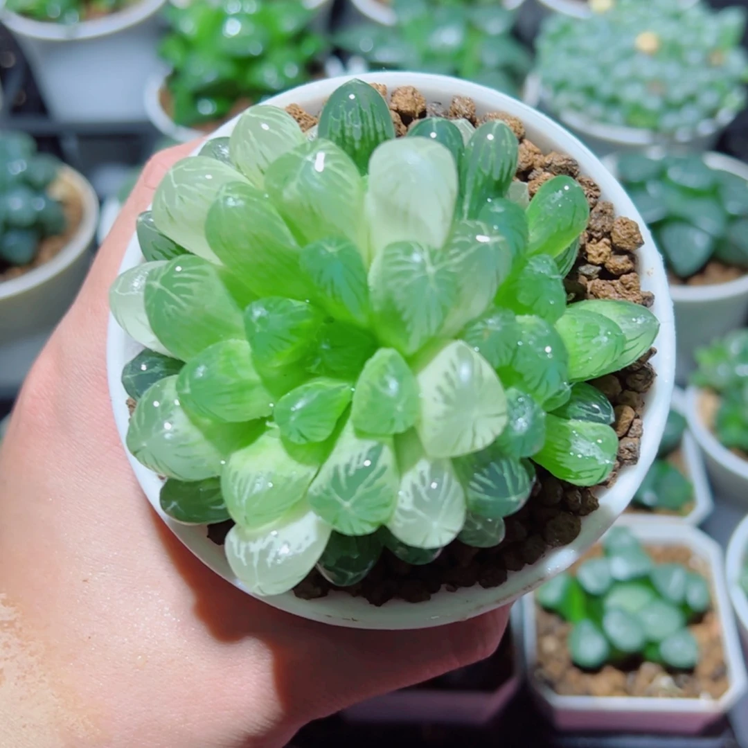 【闪购商品】母本琥珀玉露