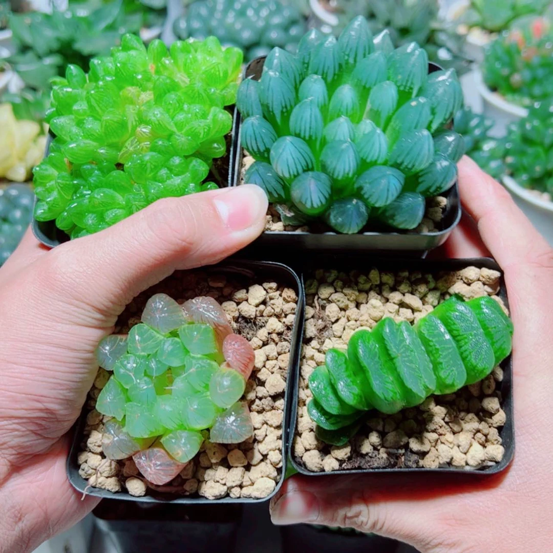 【闪购商品】4盆套餐