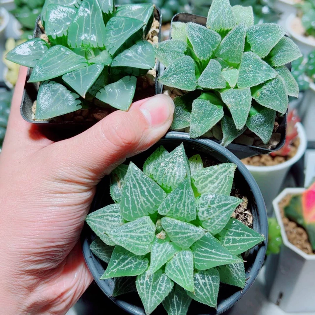 【闪购商品】阿房宫➕爱心粉雪➕水晶磨面