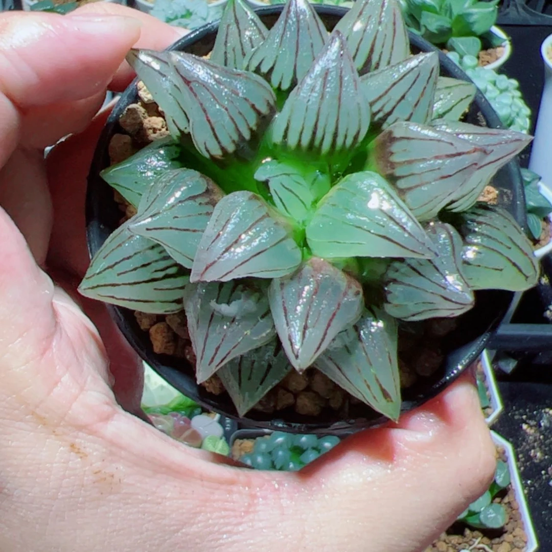 【闪购商品】万象盆西瓜寿