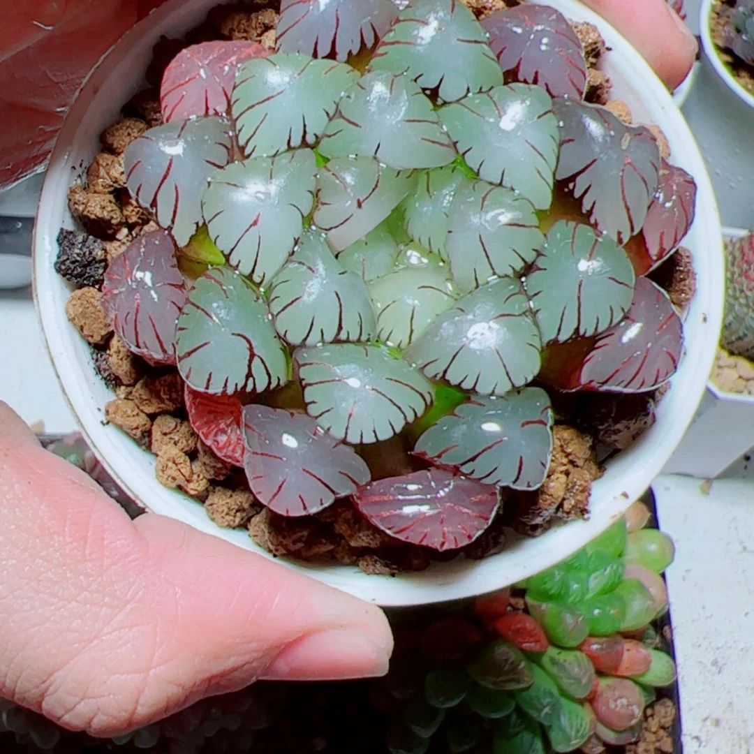 【闪购商品】紫姬玉露