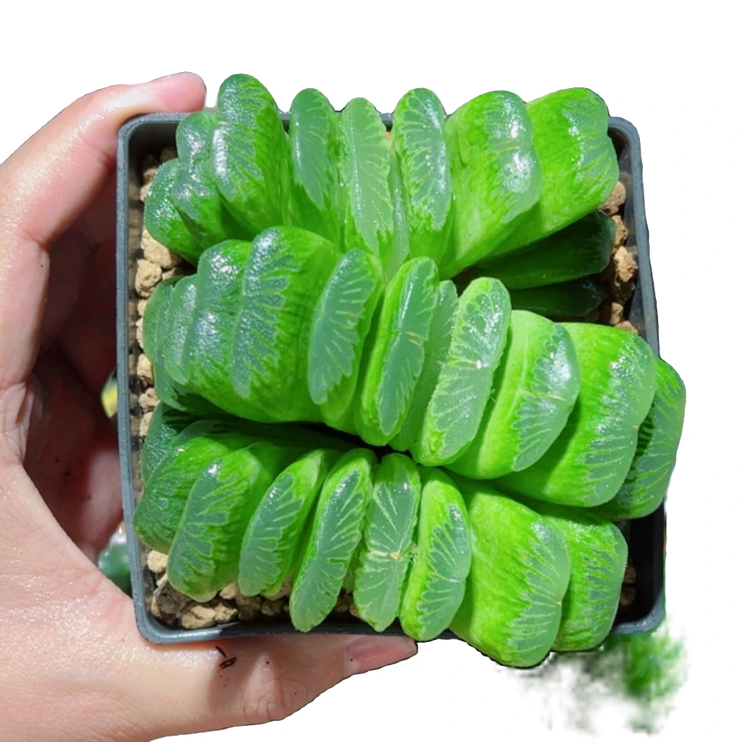 超大翡翠玉扇群【满18包邮】