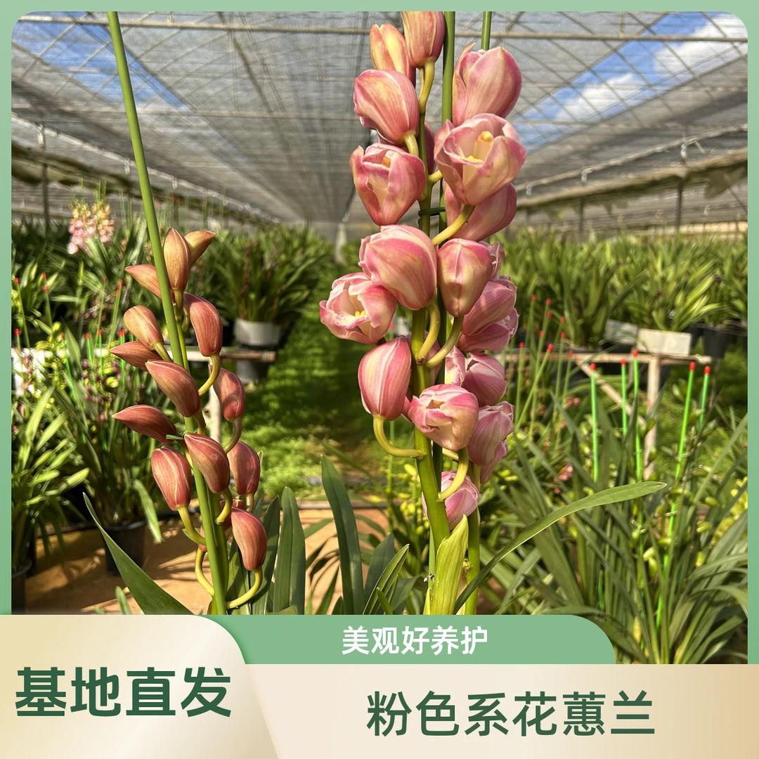 粉色系大花蕙兰-朝阳