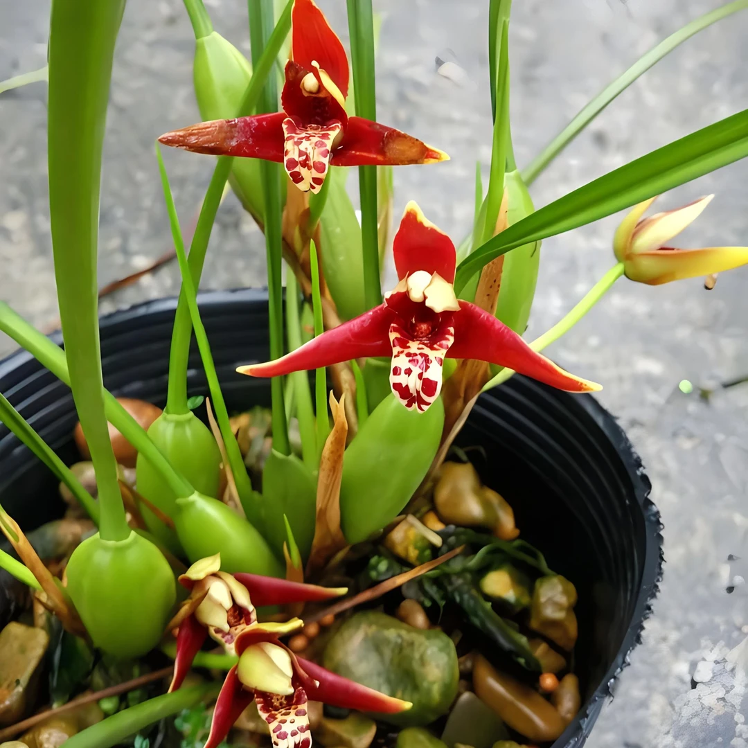 奶香味咖啡兰  开花超香（无花）