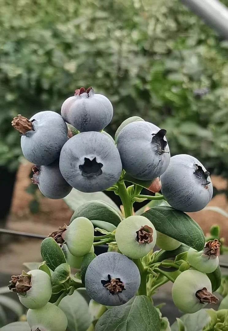 8盒总1000克 花香蓝莓22mm+ 收到通风后放冰箱1小时食用口感更佳