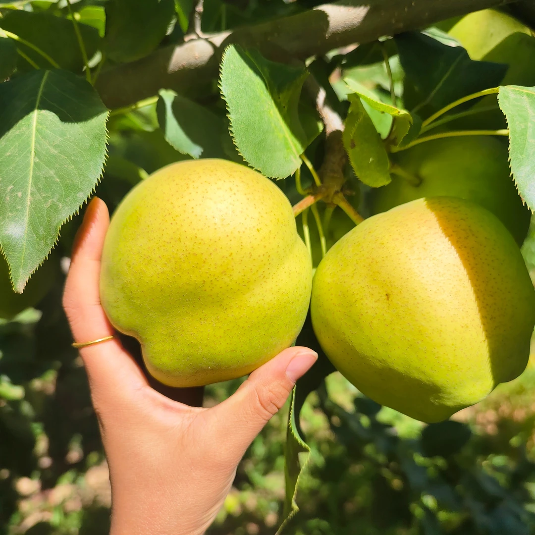 沙漠早酥梨5斤/8.8斤包邮 皮薄多汁酥脆可口 香甜脆爽
