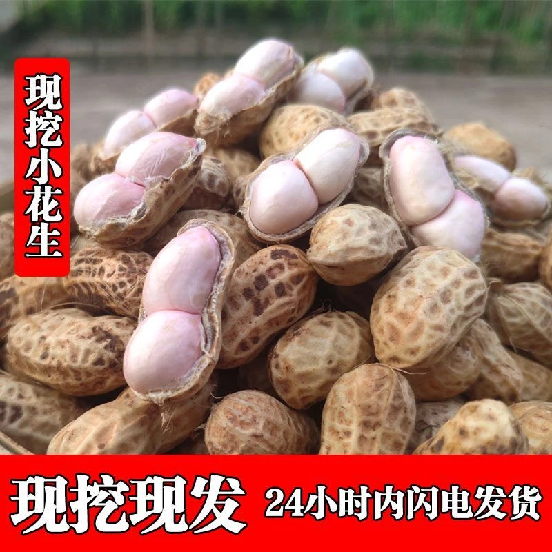 现挖花生鲜花生湿花生24年现挖现发粉皮带壳花生颗粒饱满极速发货