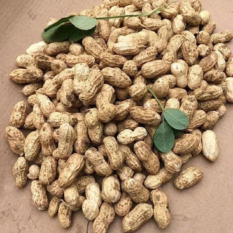 【2024新鲜湿花生】鲜湿花生农家现挖现发带壳粉白皮花生可水煮卤煮