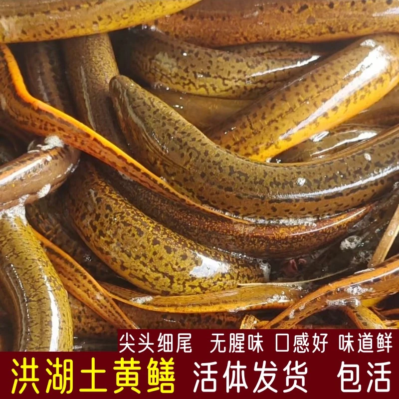 湖北土黄鳝原生态鳝鱼新鲜活体洪湖自然生长2斤7-9条包邮