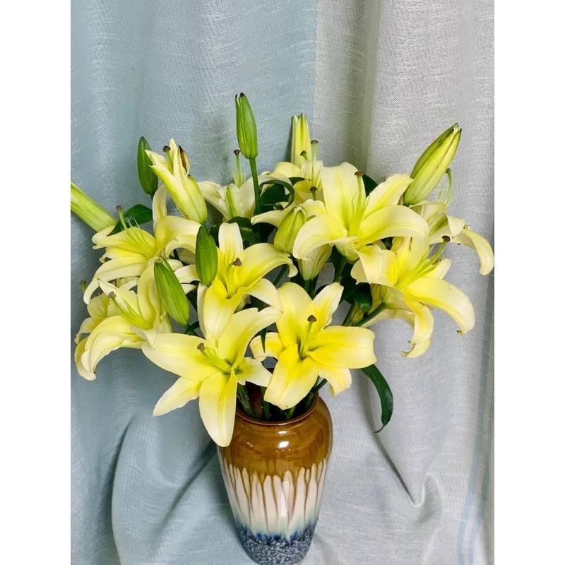 【源头优选】黄金甲香水百合 任意2单鲜花包邮 发货后不支持退款