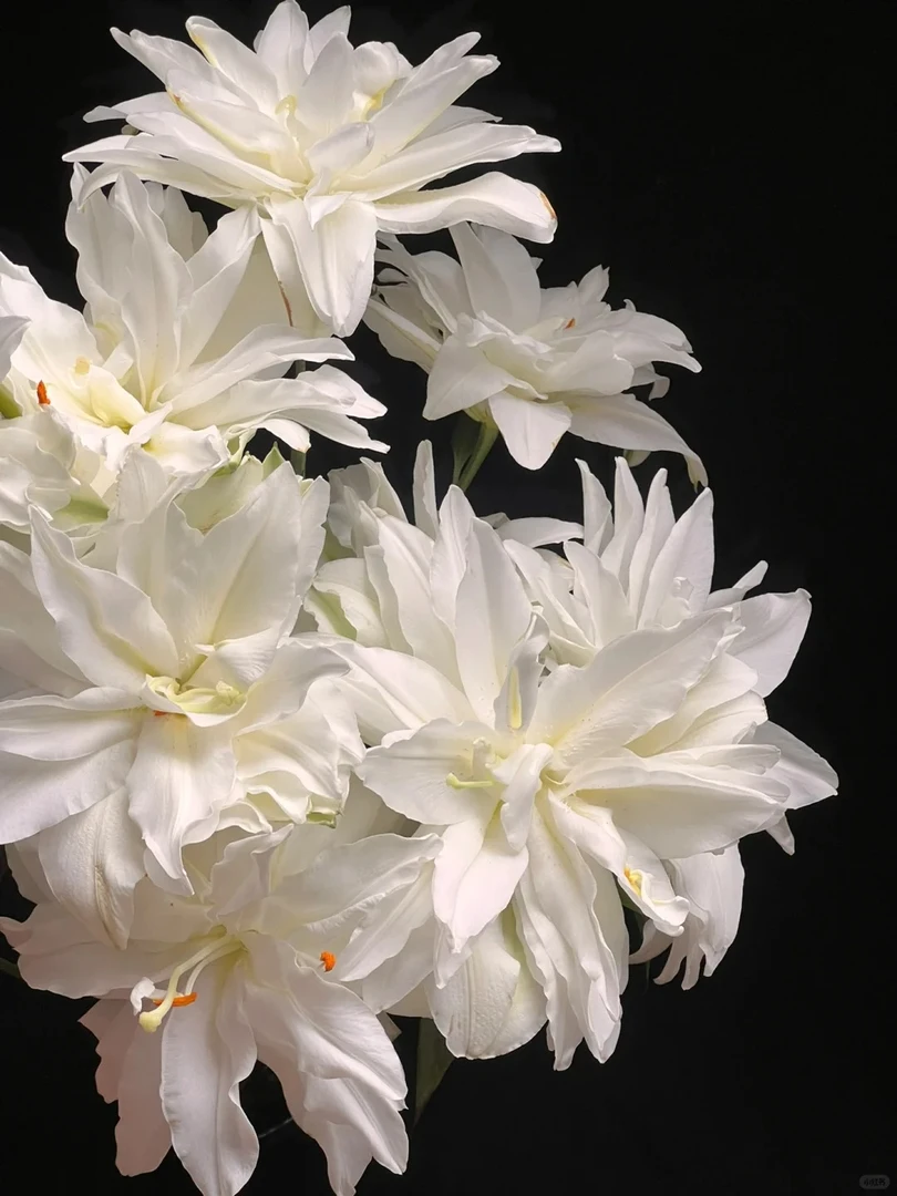 【源头优选】滑雪板重瓣百合 任意2单鲜花包邮 发货后不支持退款