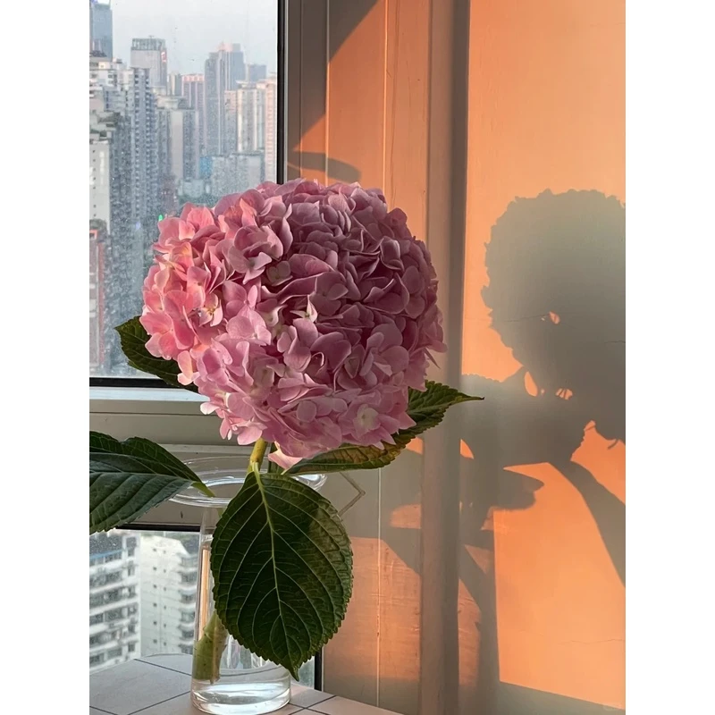 【源头优选】绣球-任意2单鲜花包邮 发货后不支持退款