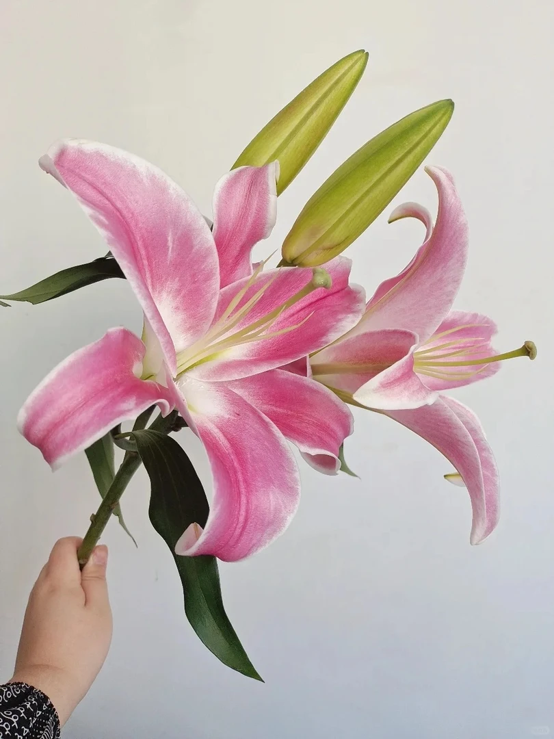 【源头优选】罗宾香水百合 任意2单鲜花包邮 发货后不支持退款