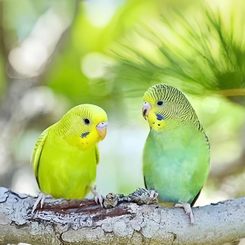 2只  鹦鹉活鸟会说话的手养鹦鹉鸟鹦鹉