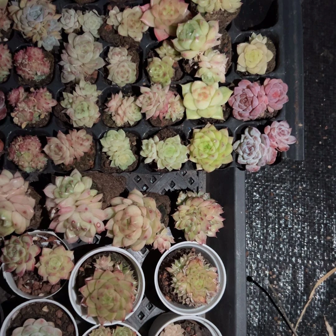 D*H我也不知道我在想什么了我也011