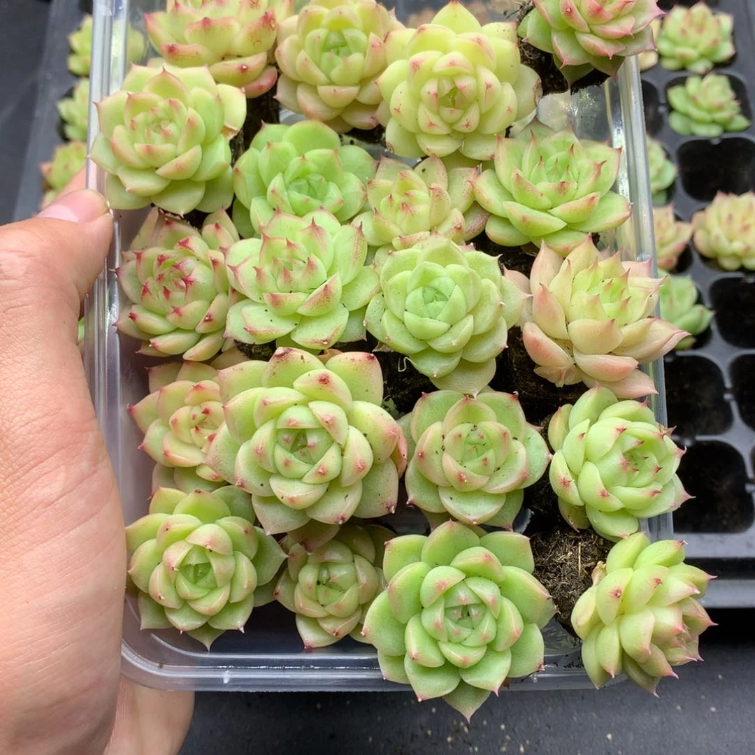 反反复复还是很开心004