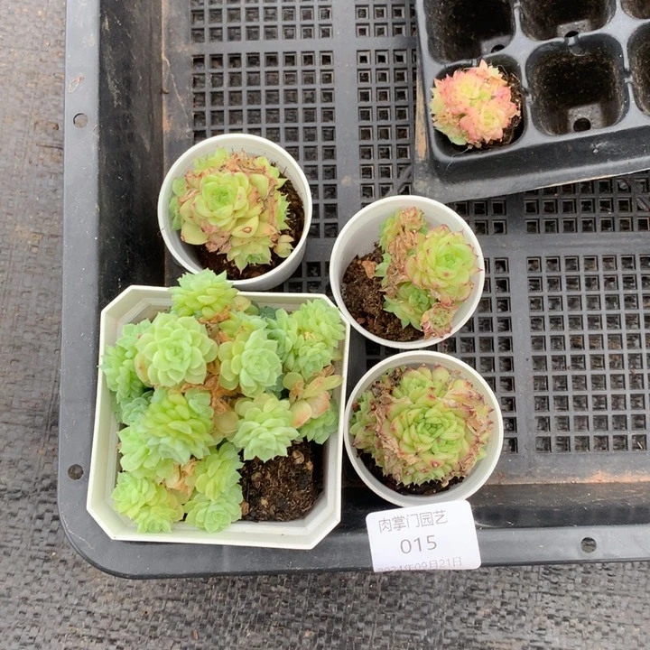 我****e反反复复的感觉真好啊我的015