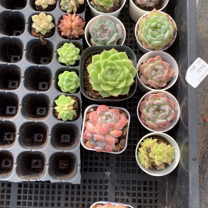 L*_反反复复的感觉真好啊我的q016