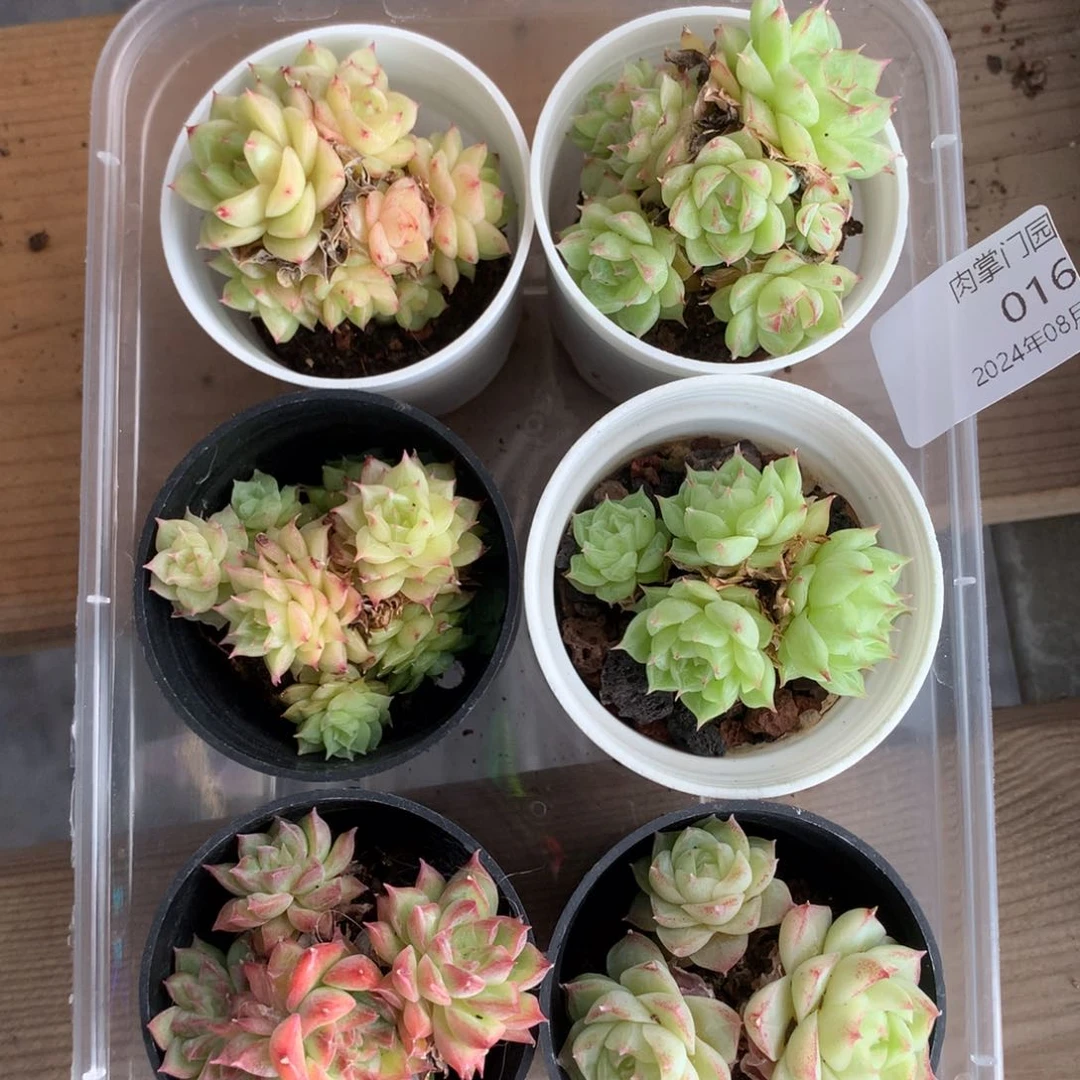 反反复复的感觉真好啊我的016