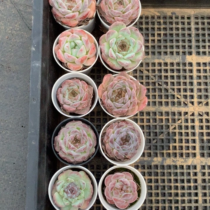 浮***&反反复复的感觉真好啊我的019