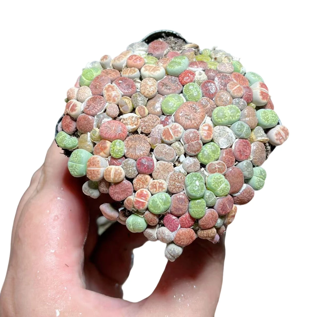 【生石花】十二卷新手好养多肉植物根系带土原盆栽培种植拍下发