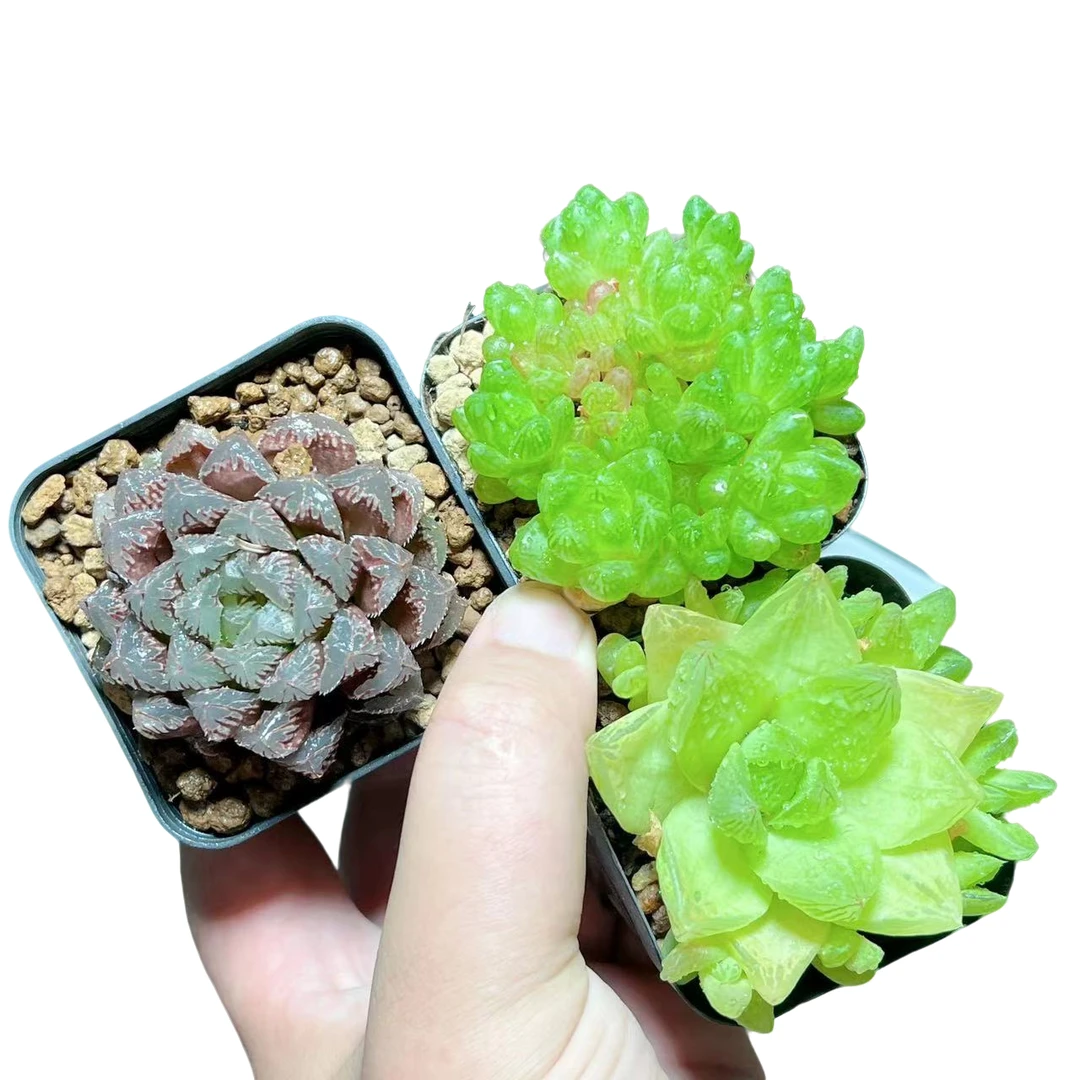 【红岩+草玉露+黄金菊】十二卷新手好养多肉植物根系带土原盆栽培种