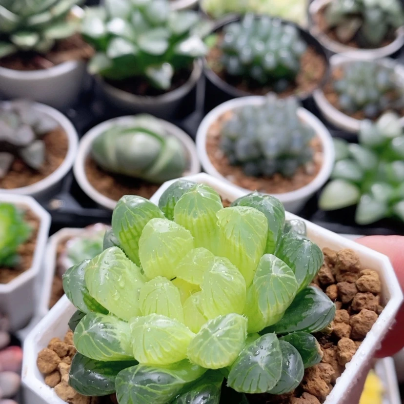【闪购商品】琥珀玉露