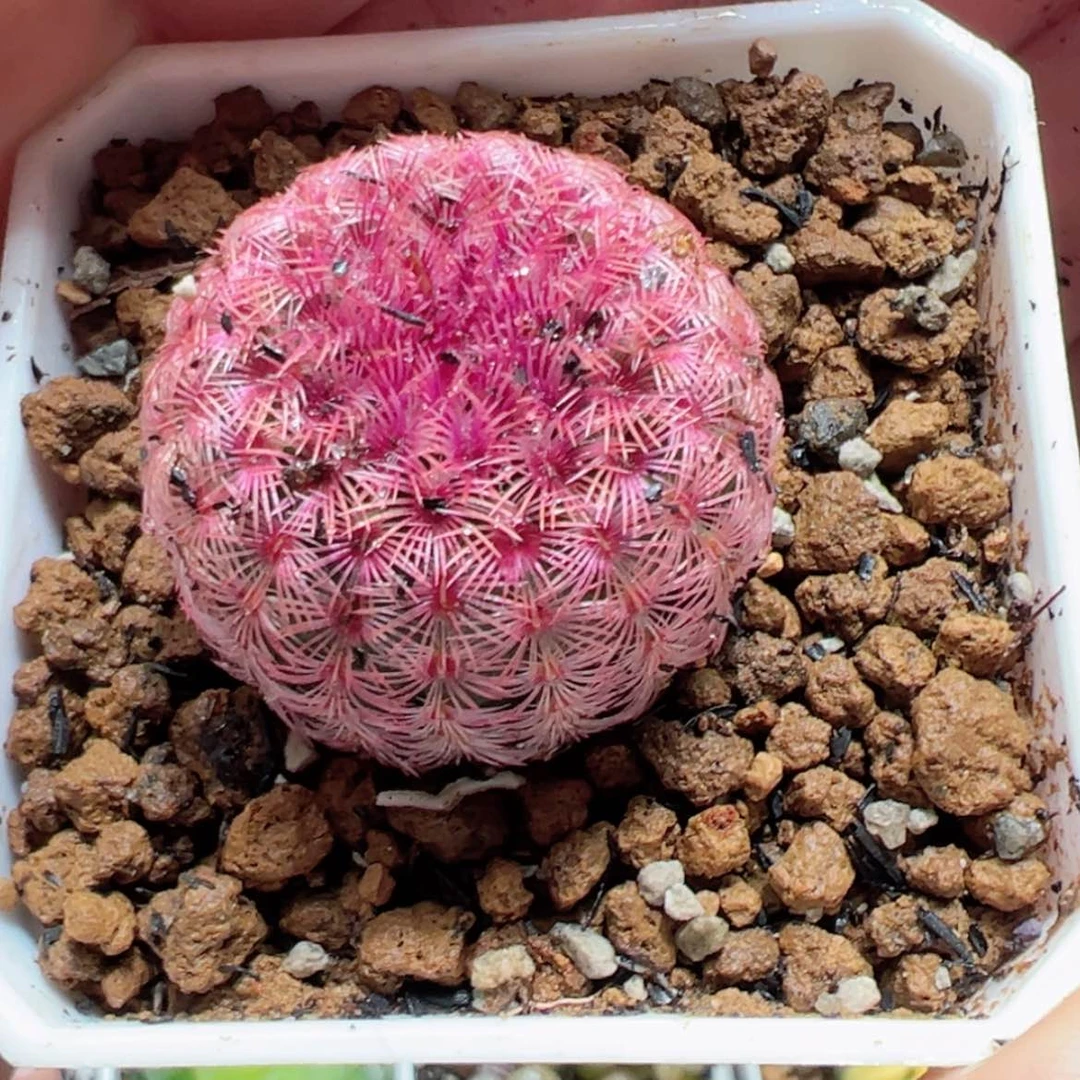 【闪购商品】红太阳多肉
