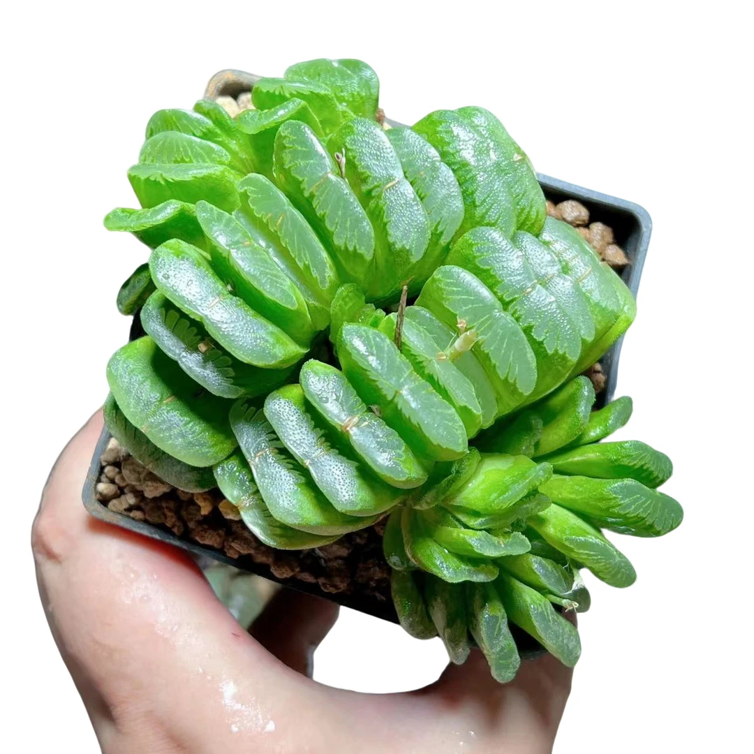 【大群玉扇】十二卷新手好养多肉植物根系带土原盆栽培种植拍下发