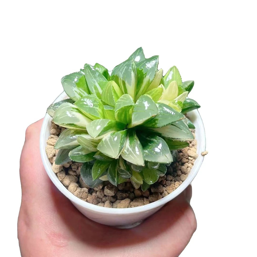 【多头姬寿锦】十二卷新手好养多肉植物根系带土原盆栽培种植拍下发