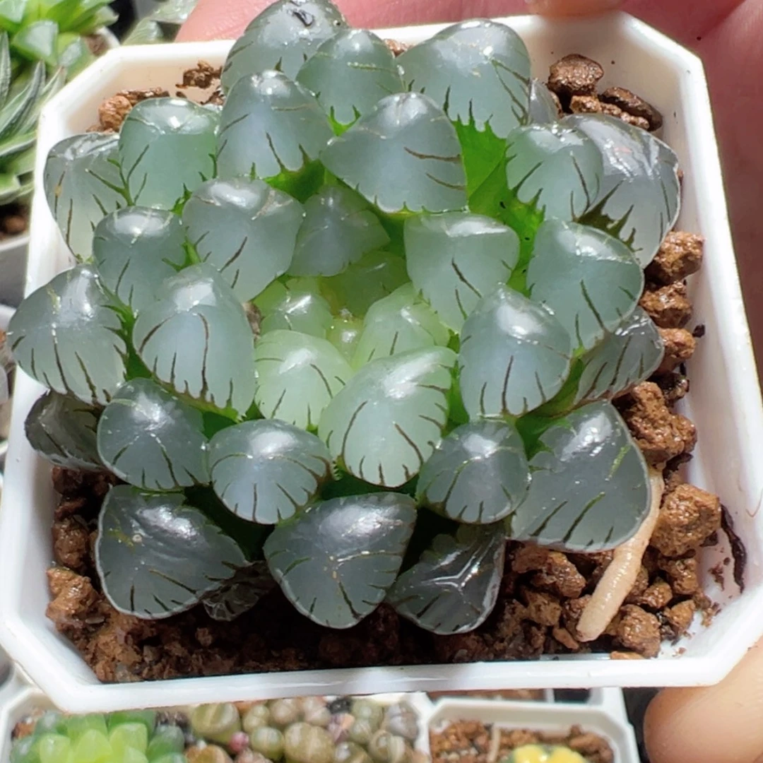 【闪购商品】粉龙珠