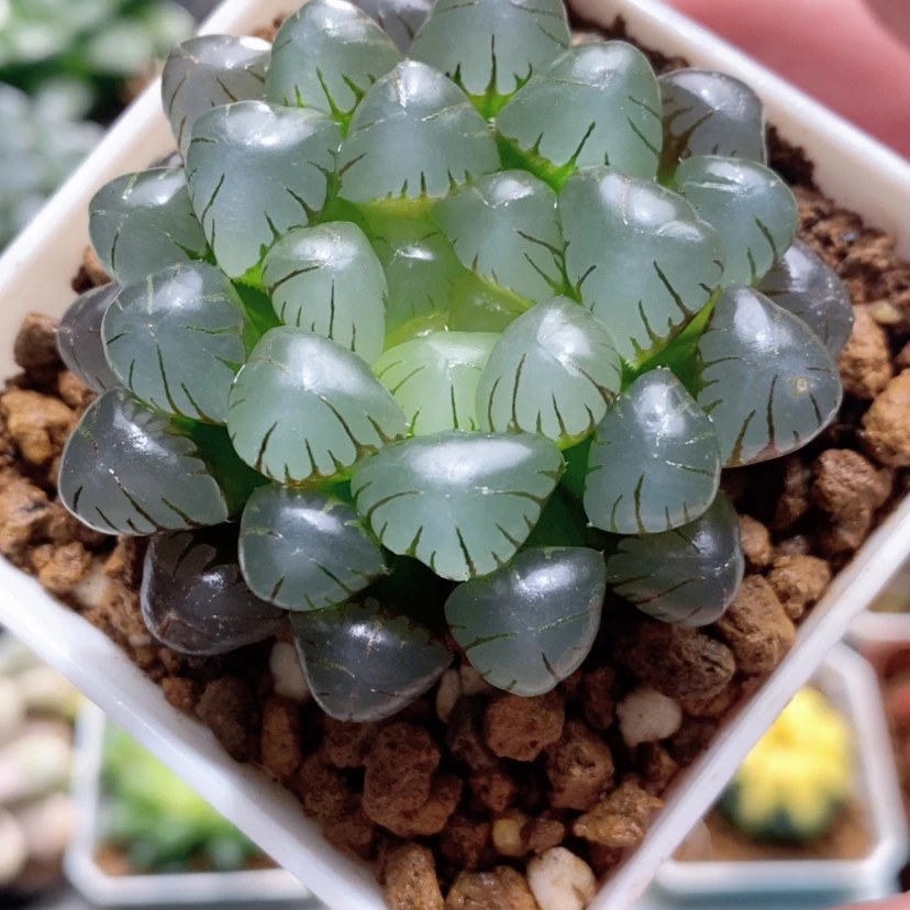 【闪购商品】粉龙珠