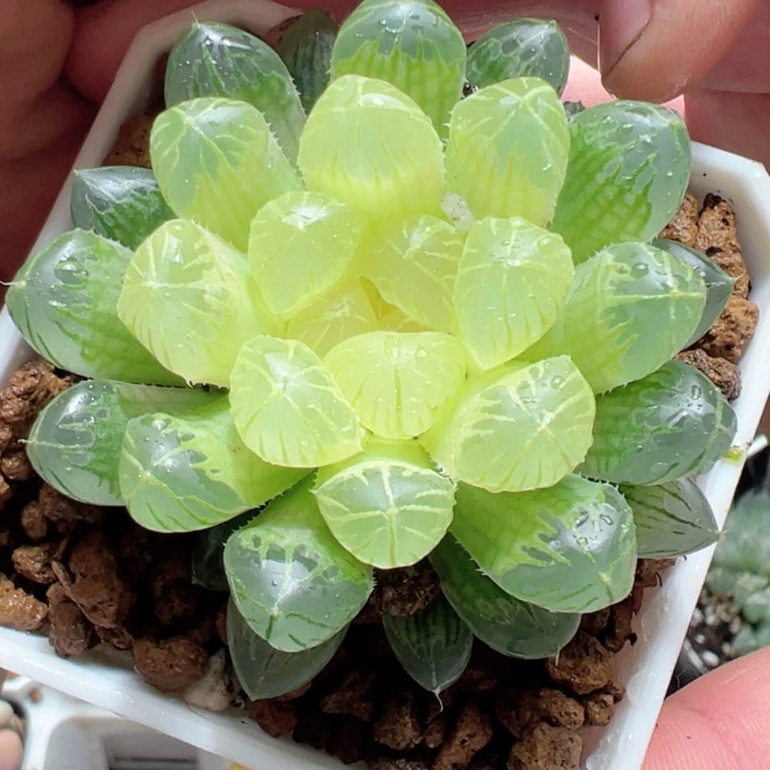 【闪购商品】琥珀玉露