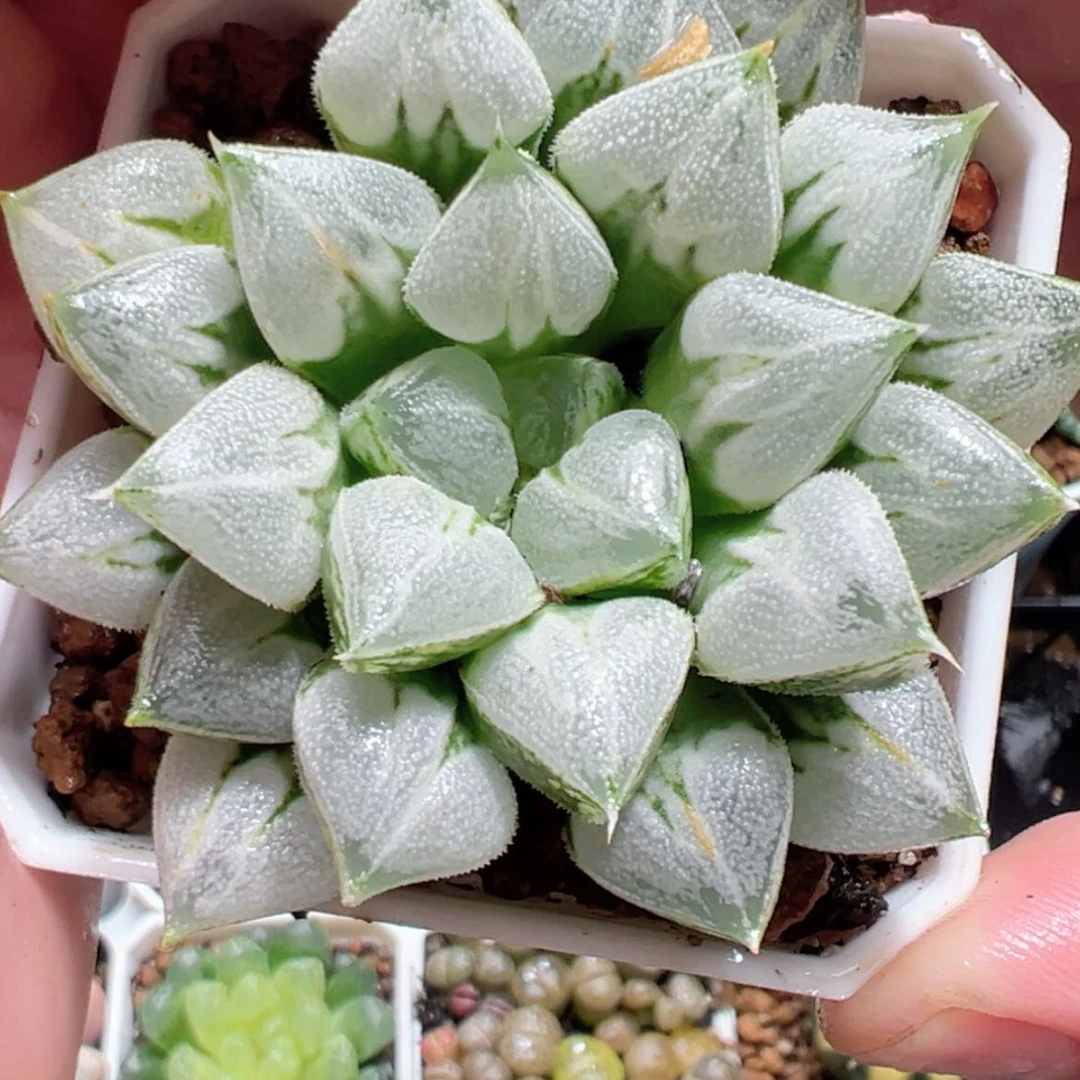 【闪购商品】爱心寿