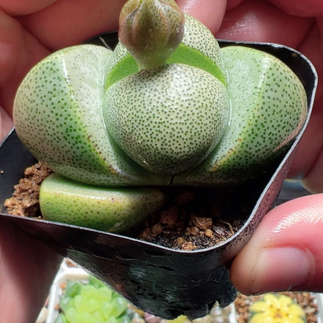 【闪购商品】元宝帝玉