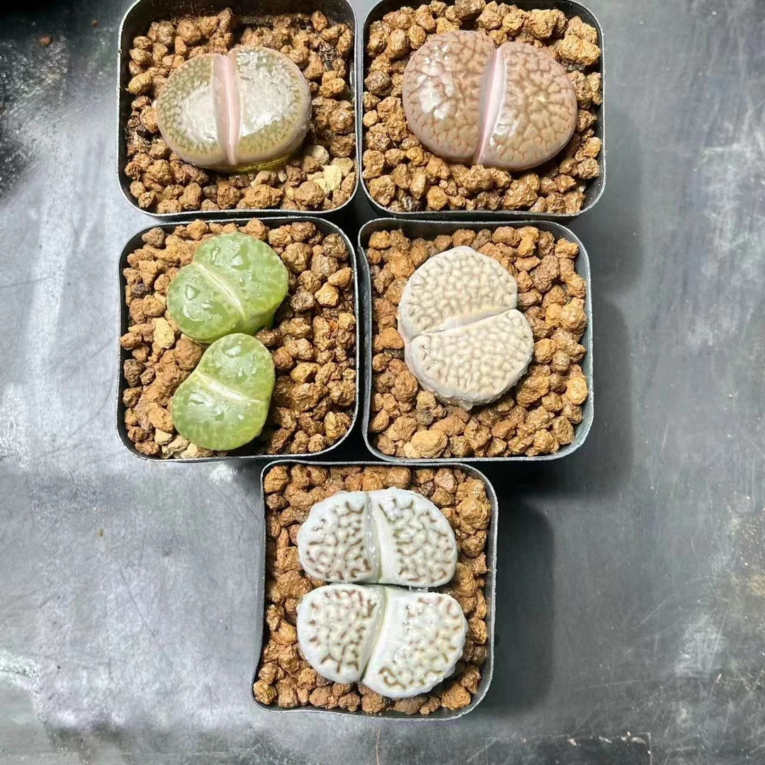 五盆生石花多肉新手好养多肉植物根系带土原盆栽培种植拍下发货
